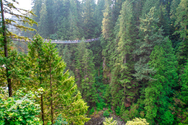 capilano bridge park em um dia ensolarado de verão, north vancouver, canadá - vancouver green forest ravine - fotografias e filmes do acervo