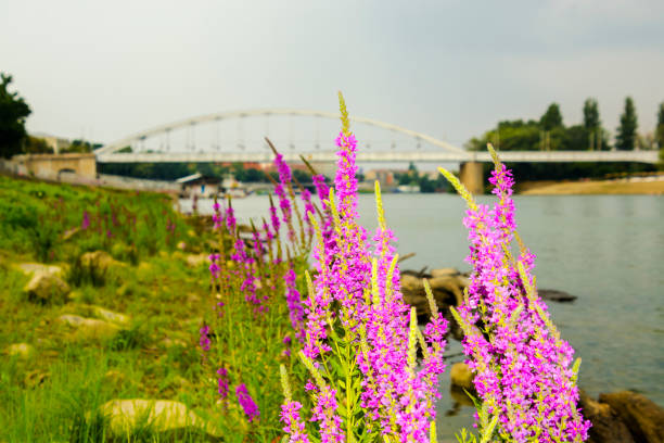 istock Flowers, river and cloudy grey weather in Szeged 1825224242