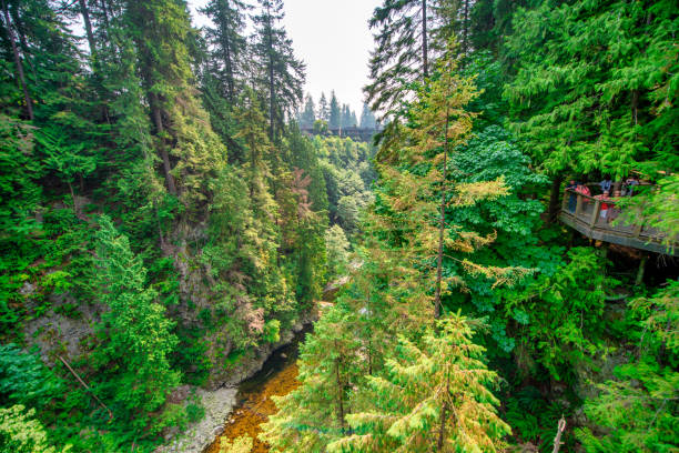 capilano bridge park em um dia ensolarado de verão, north vancouver, canadá - vancouver green forest ravine - fotografias e filmes do acervo