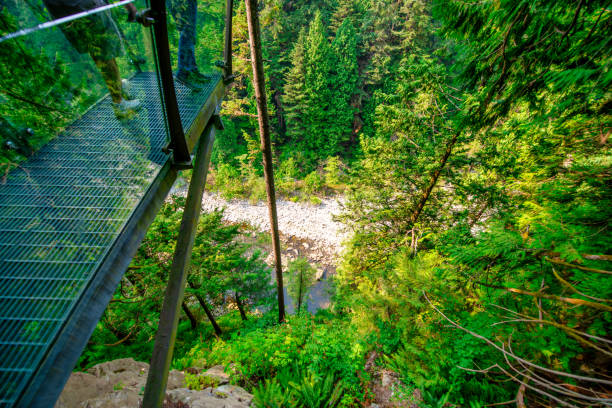 capilano bridge park em um dia ensolarado de verão, north vancouver, canadá - vancouver green forest ravine - fotografias e filmes do acervo