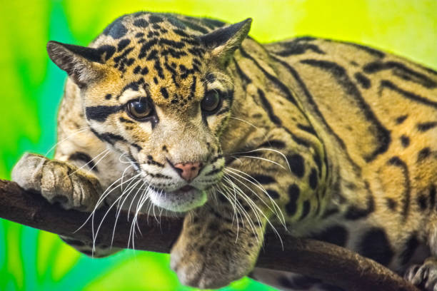 Asian clouded leopard in a tropical house