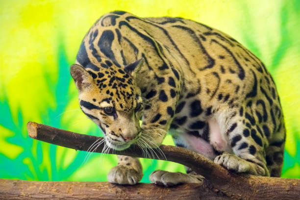 istock Asian clouded leopard in a tropical house 1825236106