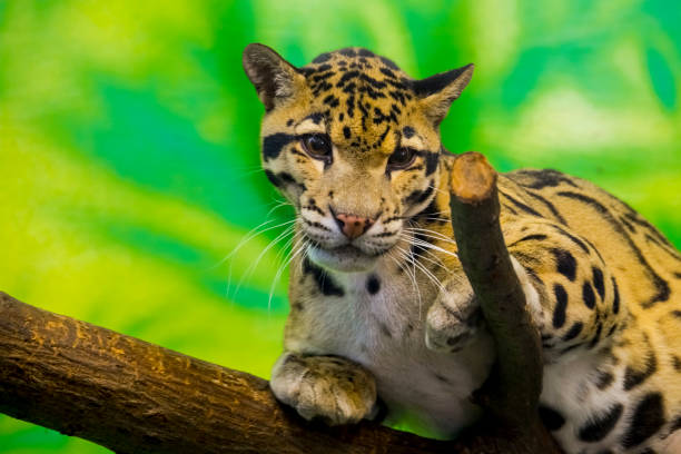 istock Asian clouded leopard in a tropical house 1825237258
