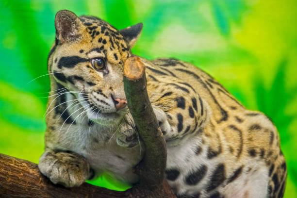 istock Asian clouded leopard in a tropical house 1825240163