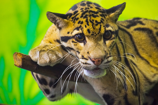 Clouded leopard, its scientific name is Neofelis nebulosa