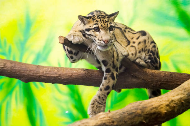istock Asian clouded leopard in a tropical house 1825242958
