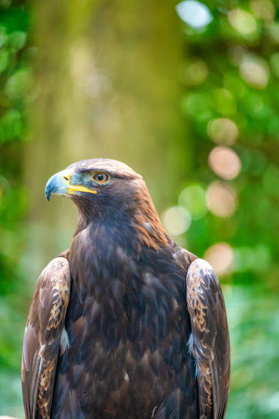 istock Birds in captivity in Vancouver Island 1825251217