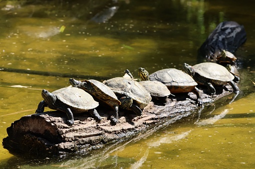 The turtles resting on a log in the tranquil waters of a tranquil pond