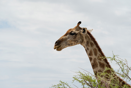 Neck and head of the giraffe, blue sky and branches in the background