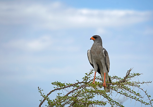 Large bird sitting on the tree, orange beak and legs
