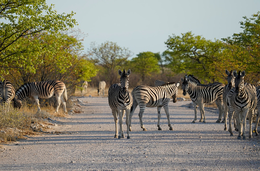 three zebras graze grass in the African plains in Seronera, Mara Region, Tanzania