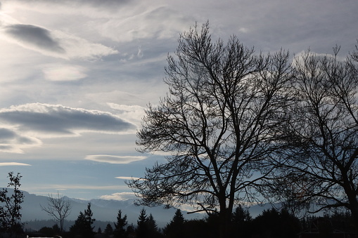 The winter sky with clouds and a bare tree