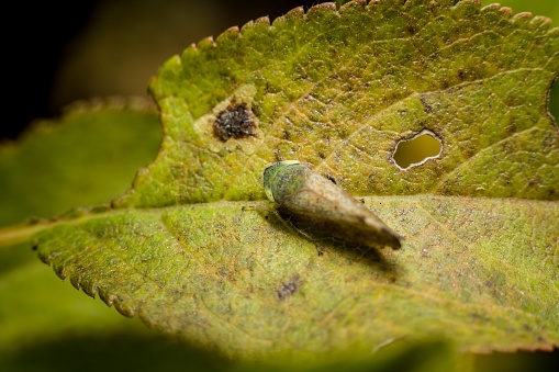 A small insect perched atop a leaf in its natural environment