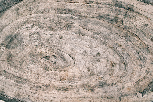 Texture of sawn wood with rings, cracks and stains. High quality photo
