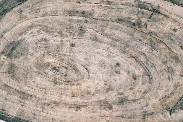 texture of sawn wood with rings, cracks and stains - ringside imagens e fotografias de stock