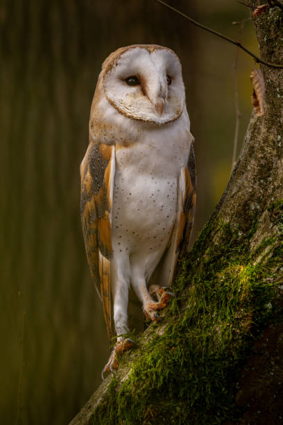 istock A barn owl sits on a moss-covered trunk in the autumn forest 1825291146