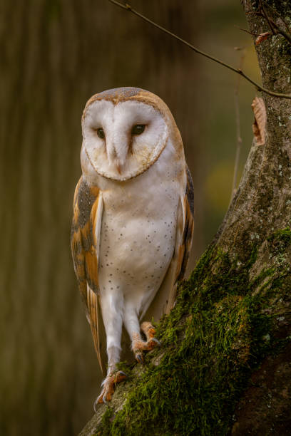 istock A barn owl sits on a moss-covered trunk in the autumn forest 1825291147