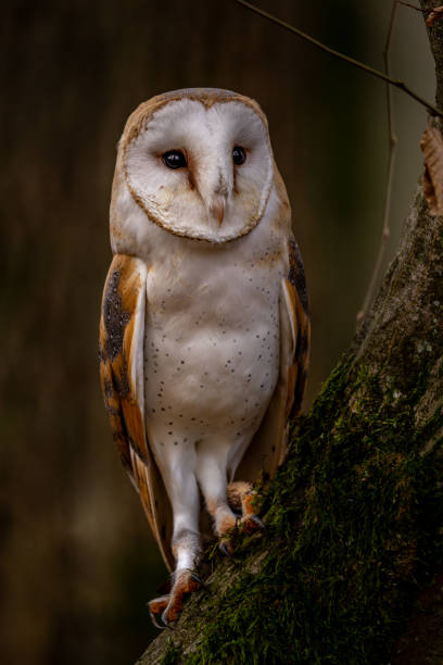 istock A barn owl sits on a moss-covered trunk in the autumn forest 1825291151
