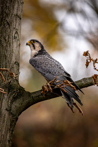 A Lanner falcon perches on a side branch of a tree. Its gray plumage stands out beautifully against the autumnal background.
