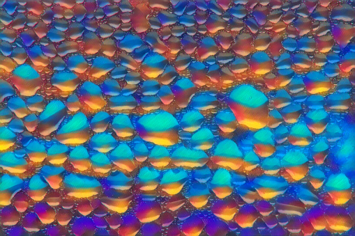 Extreme magnification - Blue morpho (morpho peleides) wing under microscope