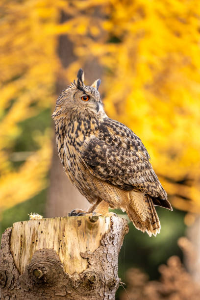 le hibou grand-duc est l’un des plus grands hiboux. ici, un hibou mâle se perche sur une souche en bois. ses yeux rouges brillent littéralement. l’atmosphère automnale de la forêt correspond à cela. - red owl screech owl animal photos et images de collection