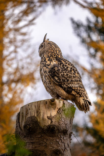 le hibou grand-duc est l’un des plus grands hiboux. ici, un hibou mâle se perche sur une souche en bois. ses yeux rouges brillent littéralement. l’atmosphère automnale de la forêt correspond à cela. - red owl screech owl animal photos et images de collection