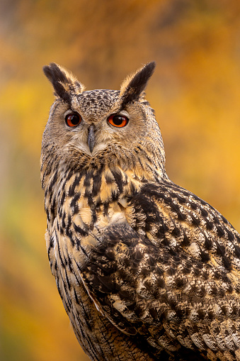 The European eagle owl is one of the largest owls. Here is a beautiful portrait of this wonderful bird. Its red eyes harmonize with the autumnal foliage in the background.