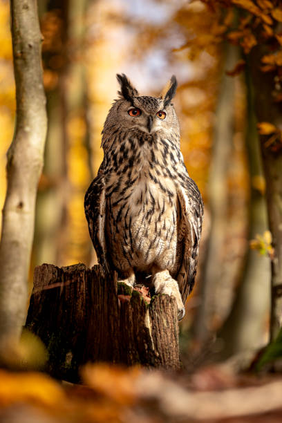 le hibou grand-duc est l’un des plus grands hiboux. ici, un hibou mâle se perche sur une souche en bois. ses yeux rouges brillent littéralement. l’atmosphère automnale de la forêt correspond à cela. - red owl screech owl animal photos et images de collection