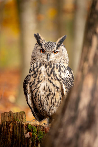 le hibou grand-duc est l’un des plus grands hiboux. ici, un hibou mâle se perche sur une souche en bois. ses yeux rouges brillent littéralement. l’atmosphère automnale de la forêt correspond à cela. - red owl screech owl animal photos et images de collection