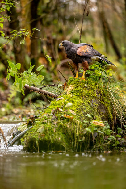 a harris hawk perches on a moss-covered stone by a stream. it may be watching its next prey. the plumage color of the desert buzzard matches the autumnal forest wonderfully. - harris hawk hawk bird of prey bird imagens e fotografias de stock