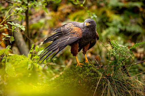 A Harris Hawk perches on a moss-covered stone by a stream. It may be watching its next prey. The plumage color of the desert buzzard matches the autumnal forest wonderfully.