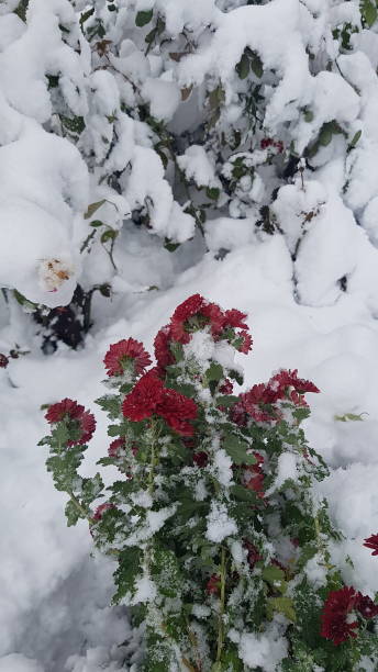 istock chrysanthemums in the snow 1825300846