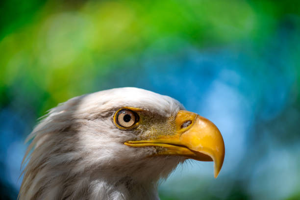 Birds in captivity in Vancouver Island