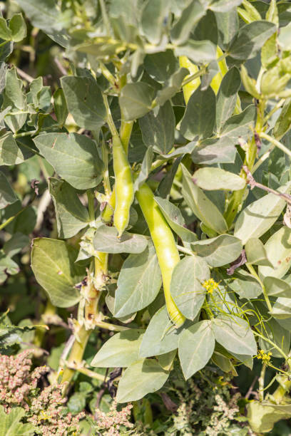 istock Fresh bean pods on a farm in Tunisia. 1825312605
