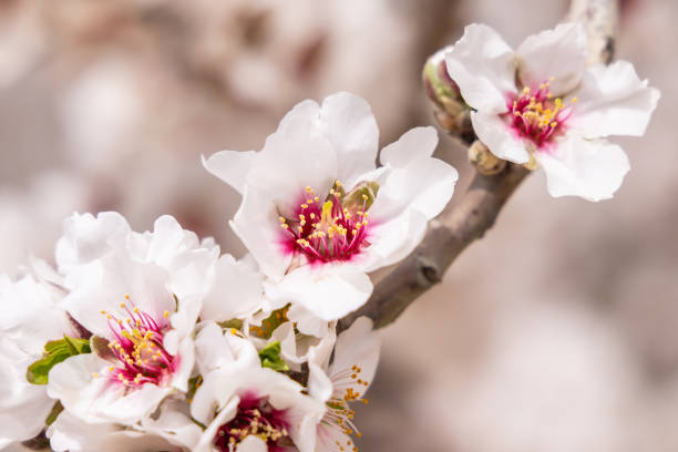 istock Almond blossoms in a Tunisian orchard. 1825314088