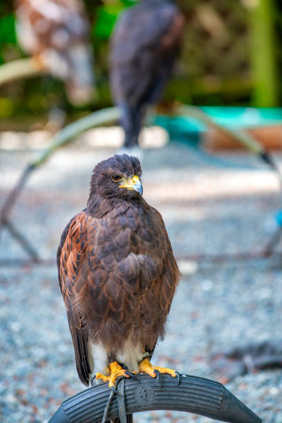 Eurasian buzzard (Buteo buteo)