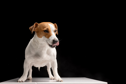beautiful dog Jack Russell terrier licks his lips waiting for food on a black background, portrait of a dog, caring for a dog