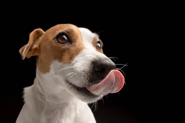 Photo of Satisfied dog licks Jack Russell terrier looks up. Hungry pet and thirst for delicious food. Black background
