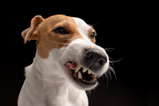 angry dog Jack Russell terrier on a black background, aggressive dog