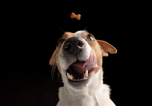 Satisfied dog licks Jack Russell terrier looks up. Hungry pet and thirst for delicious food. Black background
