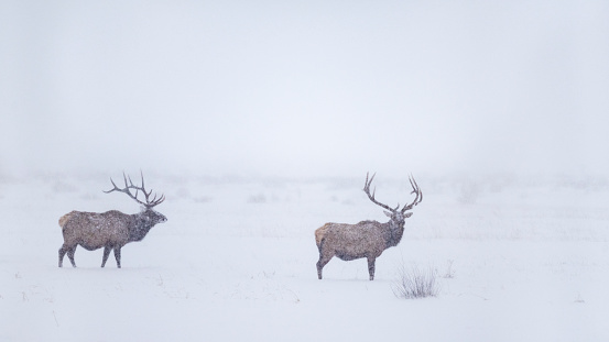 Elk, cervus canadensis, Grand Teton National Park.