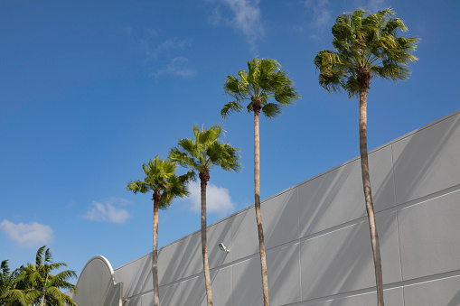 Palm trees in a row in front of a white building, Miami, Florida, USA