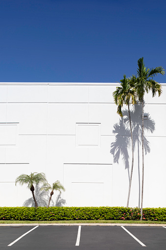 Palm trees in front of a white building, Miami, Florida, USA