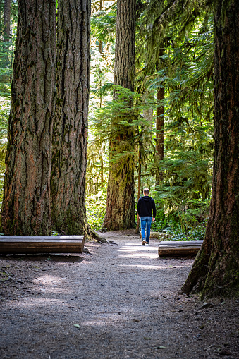 A young man walking through the forest on the way to Marymere Falls in Olympic National Park.