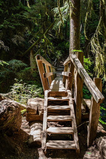 A wooden footbridge on the trail to Marymere Falls in Olympic National Park.