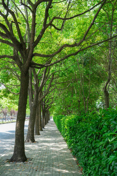 istock green parkway, green trees in a row, pedestrian sidewalk 1825396546