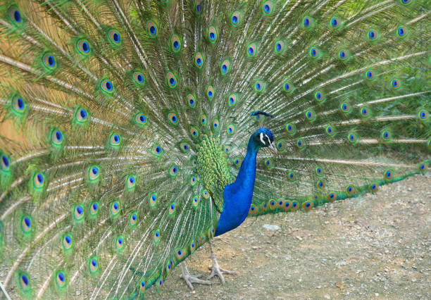 istock close up on blue male peacock 1825399709
