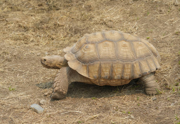 istock Giant grey tortoise standing on tropical island 1825400819