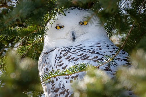 Close-up of white Snowy Owl perched in branches of evergreen tree