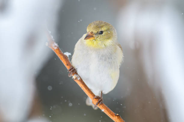 istock American Goldfinch perched on branch with blurry winter background 1825449145